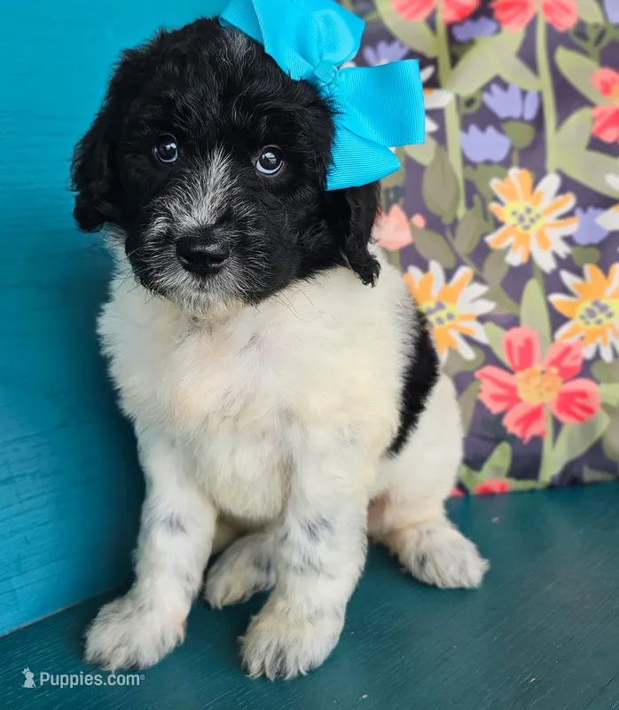 Beacker  – Newfypoo puppy for sale in Hardin, KY