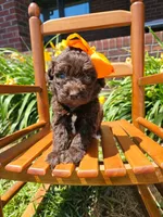 Robin, a female Newfypoo for sale in Hardin, KY – 9 of 9