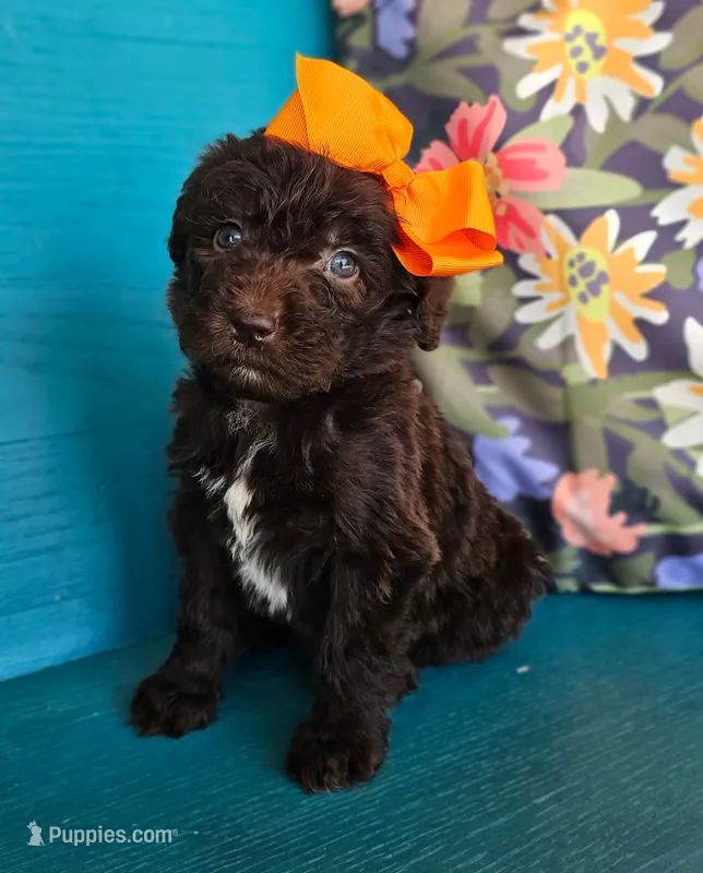 Robin – Newfypoo puppy for sale in Hardin, KY