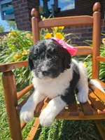 Miss Piggy, a female Newfypoo for sale in Hardin, KY – 7 of 8