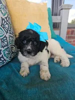 Beacker , a female Newfypoo for sale in Hardin, KY – 5 of 9
