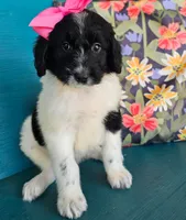 Miss Piggy, a female Newfypoo for sale in Hardin, KY – 3 of 10