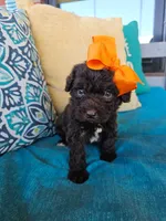 Robin, a female Newfypoo for sale in Hardin, KY – 2 of 9