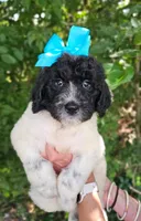 Beacker , a female Newfypoo for sale in Hardin, KY – 3 of 10