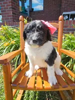 Miss Piggy, a female Newfypoo for sale in Hardin, KY – 6 of 8