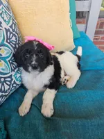 Miss Piggy, a female Newfypoo for sale in Hardin, KY – 5 of 8