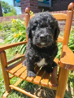 Fozzie , a male Newfypoo for sale in Hardin, KY – 3 of 10