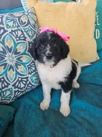 Miss Piggy, a female Newfypoo for sale in Hardin, KY – 8 of 8