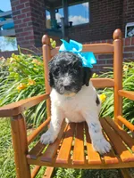 Beacker , a female Newfypoo for sale in Hardin, KY – 7 of 9