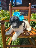 Beacker , a female Newfypoo for sale in Hardin, KY – 2 of 9