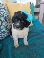 Beacker , a female Newfypoo for sale in Hardin, KY – 1 of 9
