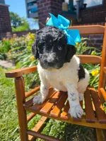 Beacker , a female Newfypoo for sale in Hardin, KY – 6 of 9