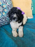 Camilla, a female Newfypoo for sale in Hardin, KY – 2 of 10