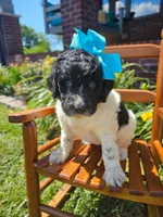 Beacker , a female Newfypoo for sale in Hardin, KY – 4 of 9