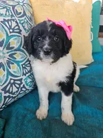 Miss Piggy, a female Newfypoo for sale in Hardin, KY – 3 of 8