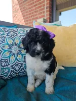 Camilla, a female Newfypoo for sale in Hardin, KY – 4 of 10