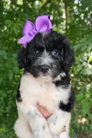 Camilla, a female Newfypoo for sale in Hardin, KY – 2 of 10