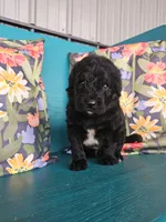 Fozzie , a male Newfypoo for sale in Hardin, KY – 9 of 10