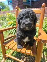 Fozzie , a male Newfypoo for sale in Hardin, KY – 6 of 10