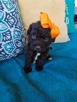 Robin, a female Newfypoo for sale in Hardin, KY – 5 of 9