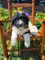 Camilla, a female Newfypoo for sale in Hardin, KY – 6 of 10