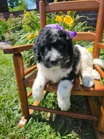 Camilla, a female Newfypoo for sale in Hardin, KY – 8 of 10