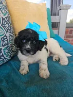 Beacker , a female Newfypoo for sale in Hardin, KY – 3 of 9