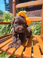 Robin, a female Newfypoo for sale in Hardin, KY – 6 of 9
