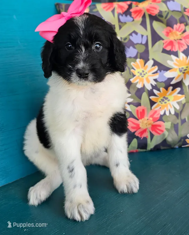 Miss Piggy – Newfypoo puppy for sale in Hardin, KY