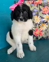 Miss Piggy, a female Newfypoo for sale in Hardin, KY – 1 of 10