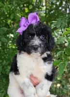 Camilla, a female Newfypoo for sale in Hardin, KY – 4 of 10