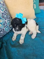 Beacker , a female Newfypoo for sale in Hardin, KY – 8 of 9