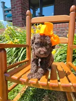 Robin, a female Newfypoo for sale in Hardin, KY – 8 of 9