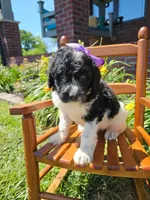 Camilla, a female Newfypoo for sale in Hardin, KY – 10 of 10