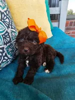 Robin, a female Newfypoo for sale in Hardin, KY – 4 of 9