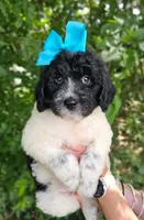 Beacker , a female Newfypoo for sale in Hardin, KY – 4 of 10
