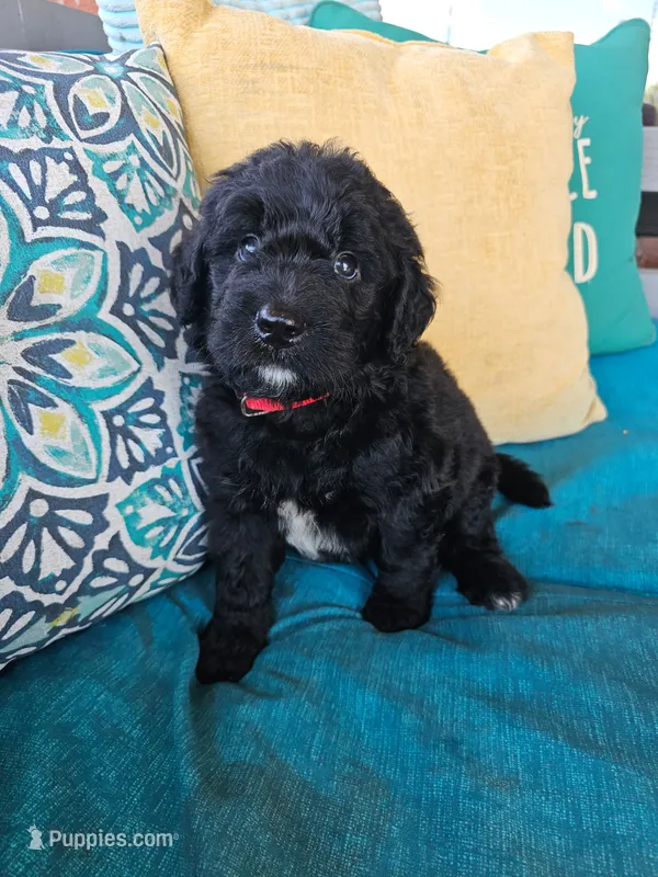 Fozzie  – Newfypoo puppy for sale in Hardin, KY