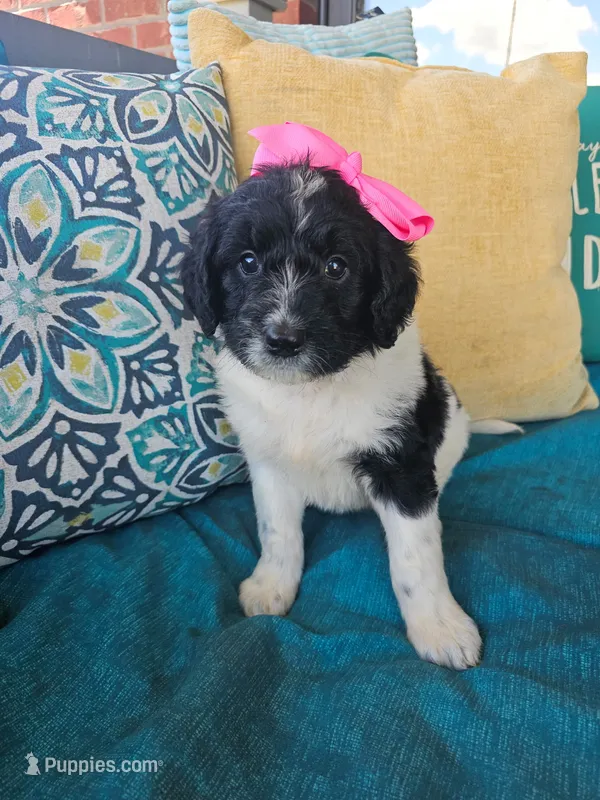 Miss Piggy – Newfypoo puppy for sale in Hardin, KY