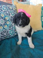 Miss Piggy, a female Newfypoo for sale in Hardin, KY – 1 of 8