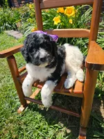 Camilla, a female Newfypoo for sale in Hardin, KY – 9 of 10