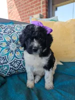 Camilla, a female Newfypoo for sale in Hardin, KY – 1 of 10