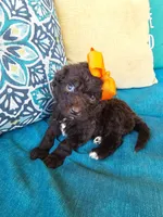 Robin, a female Newfypoo for sale in Hardin, KY – 3 of 9