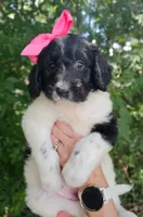 Miss Piggy, a female Newfypoo for sale in Hardin, KY – 2 of 10