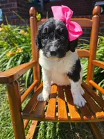 Miss Piggy, a female Newfypoo for sale in Hardin, KY – 2 of 8