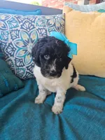 Beacker , a female Newfypoo for sale in Hardin, KY – 9 of 9