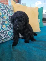 Fozzie , a male Newfypoo for sale in Hardin, KY – 4 of 10