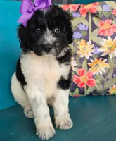 Camilla, a female Newfypoo for sale in Hardin, KY – 3 of 10