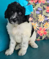 Beacker , a female Newfypoo for sale in Hardin, KY – 2 of 10