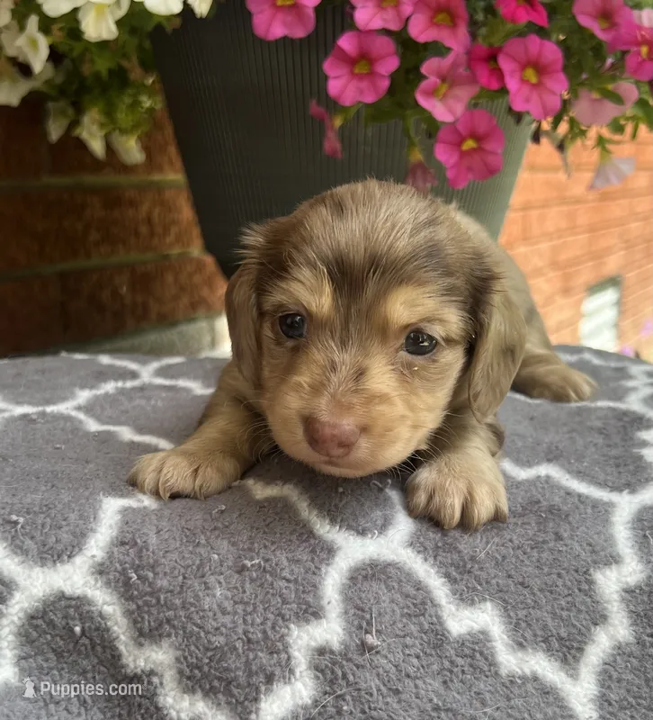 Kayce – Miniature Dachshund puppy for sale in McEwen, TN