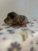 Kayce, a male Miniature Dachshund for sale in McEwen, TN – Photo 2 of 3